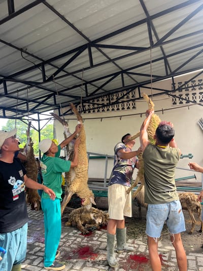 In Paya Geli, Indonesia, several men are slaughtering sheep under a metal roof structure. Four sheep hang from a metal pole supported by the structure, with men holding them up. One man wears a green t-shirt and teal pants. A second man is wearing a black t-shirt. The man closest to the camera is wearing a black t-shirt. Blood is visible on the ground. The men appear to be working together in the slaughtering process.