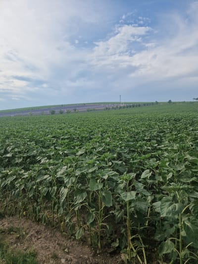 The image shows a vast field of young sunflowers extending into the distance. The sunflowers are mostly green with some appearing slightly yellowed near their base. They are planted in rows on gently rolling terrain. In the background, a strip of purple flowering plants, possibly lavender, is visible on a higher elevation, also stretching across the landscape. Beyond the purple strip, several trees are scattered, and a cell tower stands prominently on the horizon. The sky above is a mix of blue and white clouds. The foreground reveals the soil and the lower stalks of the sunflower plants. A small patch of grass is visible to the left of the frame. The scene depicts an agricultural landscape in Starovičky, Czechia, under a partly cloudy sky.