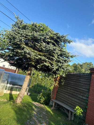 The image depicts a suburban backyard scene on a sunny day in Yukki, Russia. A large evergreen tree, possibly a spruce, dominates the foreground, its branches casting shadows on a cobblestone path and lush green grass. To the left, a greenhouse with a transparent roof is visible, adjacent to a white building with brown trim. A rustic wooden bench sits against a dark wooden fence to the right, which is partially bordered by red brickwork. Overhead, power lines stretch across a clear blue sky dotted with a few wispy clouds. Green foliage and other trees fill the background, suggesting a natural or semi-natural setting.