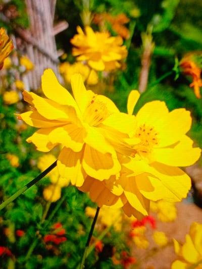Two vibrant yellow cosmos flowers dominate the view, petals layered and textured. Light casts strong shadows. The flowers are set against a blurred background of green foliage, other yellow cosmos flowers, and hints of red and orange blooms. A weathered, grey wooden structure peeks out from the upper left, contrasting with the vibrant floral display. The scene conveys warmth and the feeling of a sunny day.