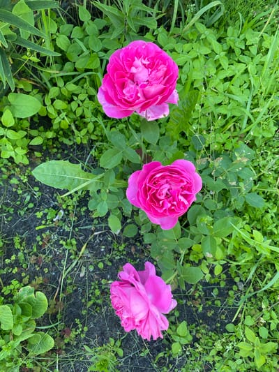 The image shows a top-down view of three vibrant pink roses nestled amongst lush green foliage. The roses are in full bloom, with their petals tightly packed and displaying a rich, saturated pink hue. They are the clear subjects of the image, arranged in a naturalistic setting.
The surrounding greenery consists of various small plants and grasses, with some taller blades of grass interspersed. The ground beneath is a dark, rich soil, with scattered bits of green vegetation growing through it. This suggests an outdoor garden or natural setting.
The lighting appears to be soft and diffused, indicating it might be a cloudy day or the image was taken during the softer light of early morning or late afternoon. There are no discernible location cues to specify the exact location within Vyshkov, Russia, beyond the general natural environment.
No people are present in the image, nor are there any visible text elements. The overall mood is one of natural beauty and tranquility, emphasizing the delicate and vibrant nature of the roses. The focus is entirely on the flowers and their immediate surroundings.