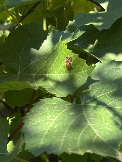 A close-up, high-angle shot shows a bee resting on a green leaf in Shulhynka, Ukraine. The bee is brown and black with visible wings and legs. It is positioned on the left side of the leaf, which is part of a plant with serrated edges. The leaf is illuminated by sunlight, creating dappled shadows. Other green leaves and plant stems are visible in the background, creating a natural, outdoor environment. The image captures the intricate details of the bee and the leaf's venation.