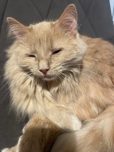 An adult, fluffy, ginger cat is lying down on a dark gray, upholstered surface. The cat is facing the camera and appears to be closing its eyes, with one eye partially open. Its ears are perked up, and it has long, white whiskers. The cat is curled up, with its front paws crossed. The lighting suggests the image was taken indoors, possibly in a home environment. The scene is located in the city of Otradnoye, Russia.