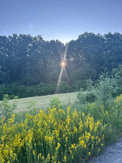 A low-angle, vertical shot captures a sunburst piercing through a dense forest line. The sun, a bright starburst with visible rays, is centered behind the upper portion of the trees. In the foreground, a field of golden-yellow wildflowers, appearing as a dense cluster of small blossoms, dominates the lower half of the image. Behind the wildflowers, a field of light-colored crops, possibly wheat or barley, stretches across the middle ground. The sky above is a clear, pale blue. The scene appears to be a rural landscape, likely in Velykyi Trostianets, Ukraine, during daytime. No people or animals are visible.