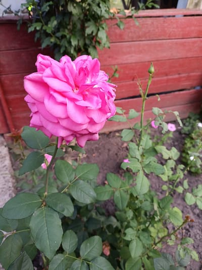 A vibrant pink rose takes center stage in this medium shot, its lush petals unfurling in the soft light. The rose is positioned to the left of the frame, its stem reaching upwards from a bed of dark soil. Behind the rose, a weathered wooden fence painted a warm, reddish-brown runs horizontally across the image. Green foliage from other plants is visible in the background, interspersed with the fence.
To the right of the main rose, a single rosebud stands tall on its stem, a promise of future blooms. Further back, a few smaller pink and white flowers dot the garden bed, adding pops of color to the scene. The leaves of the rose bush are a healthy green, though some show signs of having been nibbled by insects.
The overall impression is one of a peaceful, sun-drenched garden. The lighting suggests it's daytime, likely a sunny or partly cloudy day, given the clarity of the colors. The setting appears to be a residential outdoor space, possibly a backyard in Podvirne, Ukraine, given the provided location context. There are no people or animals visible in the frame, focusing the viewer's attention solely on the natural beauty of the garden. The image evokes a sense of tranquility and the simple pleasures of nature. No text is visible in the image.