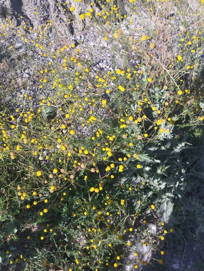 The image depicts a close-up, overhead view of a patch of ground covered in vegetation and rocky terrain, with a mountain or cliff face visible in the background. The foreground is dominated by a dense growth of small yellow flowers, some in bloom and others as dried seed heads, interspersed with green foliage and dry, thin stems. A larger plant with spiky, grey-green leaves is also present in the lower right portion of the frame. The ground beneath the plants appears to be a mix of gravel, small stones, and soil. The lighting suggests it is daytime, with shadows cast by the plants and the rocky background. There are no people or animals visible in the image. The scene is consistent with a natural, uncultivated environment, possibly a hillside or roadside in the city of Myk, Uzbekistan.