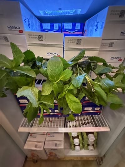 In the interior of a refrigerator, a large bunch of fresh mint is placed on top of several stacked cartons labeled "МОЛОКО" (Milk). The cartons are white with blue text and some have red labels indicating fat content (e.g., "3.2%"). Some cartons also feature printed expiration dates and barcodes, such as "12.03.26 05:23" and "07.12.26 (01)". Below the mint and the upper layer of milk cartons, there is a wire shelf containing more milk cartons. On the bottom shelf, several pouches with white caps are visible, arranged in rows. The overall environment is illuminated by the refrigerator's interior light, which casts a blue hue. The scene appears to be a domestic refrigerator.