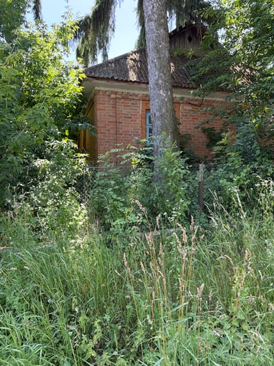A vertical, medium shot captures an overgrown, rustic scene with a brick building and lush vegetation. A large tree trunk lies diagonally across the frame, obscuring part of the building. The building, constructed of reddish-brown brick, has a gray, corrugated roofline visible. A small, blue-framed window peeks out from the brickwork. Surrounding the building and the fallen tree is dense, green foliage, including trees and tall grasses that sway gently, suggesting a natural, unkempt setting. A wire fence is also visible, intertwined with the plants, separating different areas of the yard. The time of day appears to be daytime, with bright sunlight casting shadows and highlighting the textures of the leaves and grass. The overall impression is one of rural tranquility and the encroachment of nature on man-made structures. There is no visible text in the image.