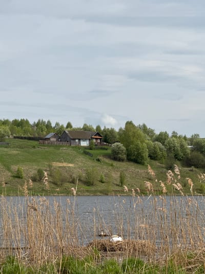 The image depicts a rural landscape. In the foreground, a body of water is visible, with reeds and grasses growing along its edge. On the opposite side of the water, there is a grassy bank leading up to a small village or cluster of buildings. There are wooden structures with varying roof styles, possibly houses or barns. Trees and other vegetation are scattered throughout the scene, adding to the rural atmosphere. The sky is overcast, creating a soft, diffused light over the landscape. A white swan rests in a nest near the edge of the water. There is no additional information to confirm the location is Nozhovka, Russia.