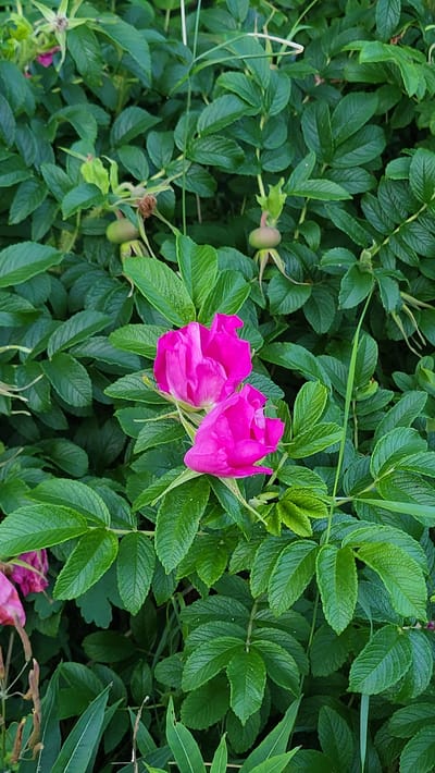 Two bright pink rosehip flowers are in bloom, nestled amongst a dense thicket of lush green foliage. The flowers are prominently featured in the foreground, with their vibrant petals unfurling. Behind them, numerous rosehips are visible, some still green and developing, others hinting at their mature form. The surrounding leaves are deeply veined and possess a rich, green hue, creating a verdant backdrop. The setting appears to be an outdoor environment, likely a garden or natural landscape, consistent with the area of Rohuneeme, Estonia, known for its coastal flora and vegetation. There are no people or animals visible in the image.