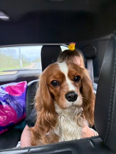 A medium shot shows a tan and white Cavalier King Charles Spaniel dog indoors. The dog has brown ears and a white stripe down its face and is looking directly at the camera. A child with a yellow and pink hair decoration is visible behind the dog. A purple and pink patterned bag is partially visible. The location appears to be the interior of a vehicle based on the presence of a car window. The photo was not taken in Savinskoye Sel'skoye Poseleniye, Russia.