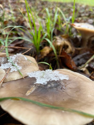 The scene depicts a close-up, low-angle view of several light brown to greyish-tan mushrooms on the ground in Petriškė, Lithuania. Patches of white, crystalline ice or frozen slush are present on the flat caps of the two most prominent mushrooms in the foreground. A thin green blade of grass extends horizontally across the lower right portion of the primary mushroom. Another pine needle rests diagonally on an adjacent mushroom cap. The ground surrounding the mushrooms consists of dark soil, interspersed with scattered fallen brown leaves and pine needles. Several vivid green blades of grass grow upright in the midground, appearing slightly out of focus. The background is heavily blurred, revealing indistinct shapes of additional vegetation and ground cover, with a lighter area suggesting distant light or open space. No people, specific actions, or interactions are observable. The environment indicates cold, natural conditions.