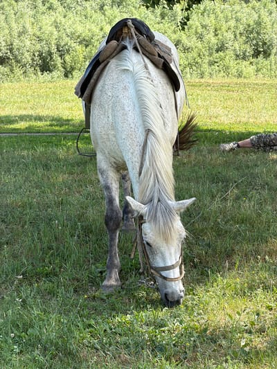 A dappled grey horse grazes in a grassy field with trees in the background. The horse wears a saddle and bridle. A person's legs, wearing camouflage pants and a boot, are visible lying on the grass to the right of the horse. The scene appears to be in Zelenyi Dol, Russia.