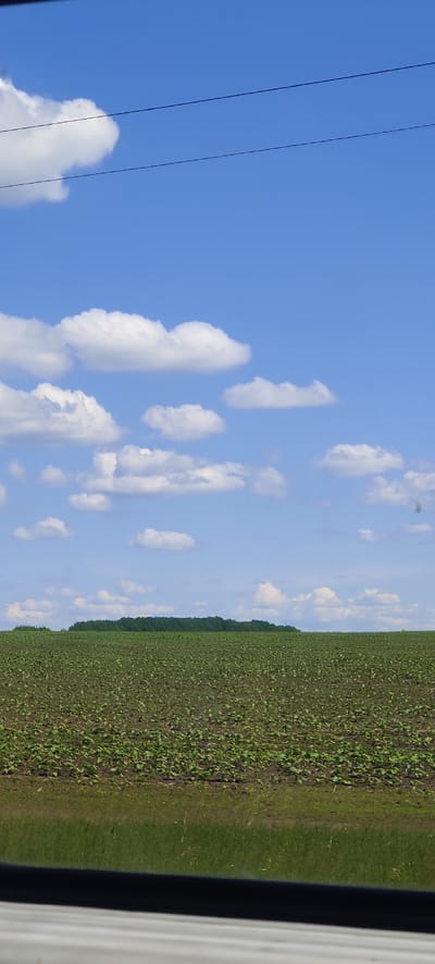 The image captures a vast rural landscape under a clear blue sky, likely taken from inside a vehicle given the white frame visible on the far right. The dominant feature in the lower half of the frame is an extensive agricultural field, densely covered with young green plants, indicating cultivated crops. In the mid-ground, a dark green tree line or forest edge stretches horizontally along the distant horizon, separating the field from the sky. The upper portion of the image is filled with a bright blue sky, adorned with scattered white, fluffy cumulus clouds that vary in size and shape. Two thin, dark utility lines are visible crossing the upper left quadrant of the sky, suggesting proximity to a road or settlement. The scene depicts a serene and open environment during daytime, characterized by fair weather. No people or visible text are present. The setting is indicative of the countryside, consistent with the provided location context of Shelestove, Ukraine.
