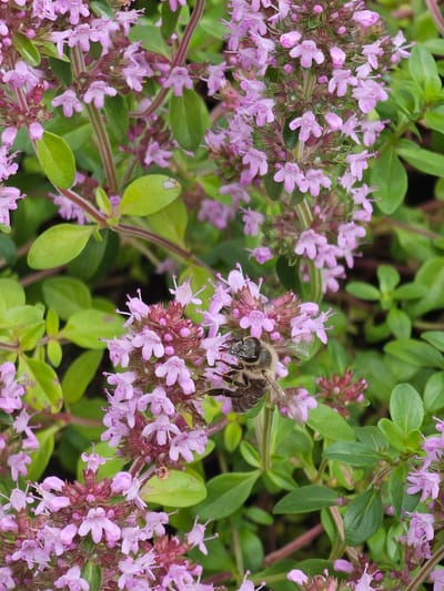 A close-up shot captures a bee actively foraging amongst tiny, light purple flowers. The bee, with its distinct striped body and fuzzy texture, is positioned on a cluster of blossoms, its proboscis extended as if collecting nectar. The flowers are delicate, with five petals each, and are grouped in small clusters atop slender stems. Lush green foliage forms the background, with some leaves appearing slightly blurred, emphasizing the sharp focus on the bee and the flowers. The lighting suggests it is daytime, and the overall scene conveys a sense of natural activity and the process of pollination. The context provided indicates the location as "Berezka SNT (Krasnogorsky District, Russia)". There is no visible text in the image.