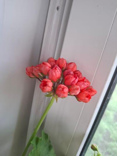 A cluster of bright pink, unopened geranium buds is positioned on a pale gray background, possibly a wall. The buds are arranged in a dense grouping, with some slightly more open than others. A thick, green stem extends downwards from the cluster, supporting a few green leaves. The scene is lit from the side, creating subtle shadows on the buds and stem. In the upper left and right portions of the image, there is a suggestion of a window frame and possibly a view of greenery outside. The overall impression is of a close-up shot of a blooming plant indoors.