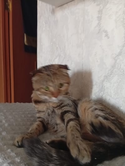 A tabby cat with green eyes is lying down on a grey textured surface. The cat's fur is striped in shades of brown, black, and tan. Its ears are folded back, and its body is partially obscured by its tail and hindquarters. The background consists of a wall with a textured pattern, appearing to be wallpaper. To the left, a brown wooden door frame is visible. The scene appears to be indoors, possibly in a residential setting within the city of Ruzaevka, Russia.
