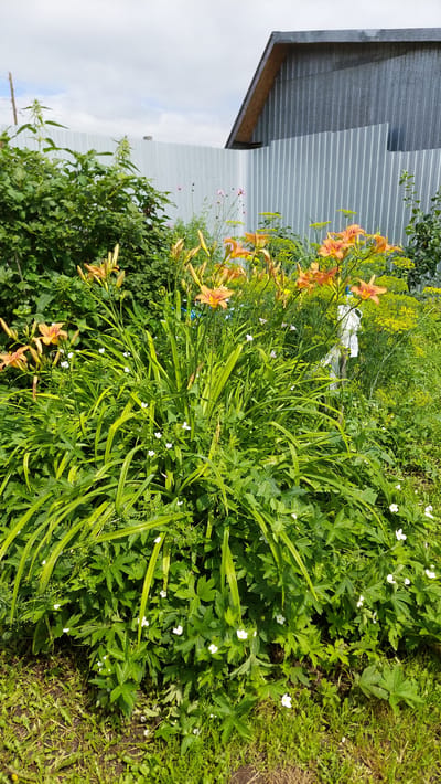 A high-angle, full shot captures a dense garden with bright orange lilies blooming prominently in the center. The lilies are surrounded by lush green foliage, including long, grass-like leaves and smaller, broad-leafed plants dotted with tiny white flowers. In the background, a corrugated metal fence runs horizontally, separating the garden from what appears to be a small building with a slanted roof. The sky above is partially cloudy. The scene is situated in the city of Tyubuk, Russia.