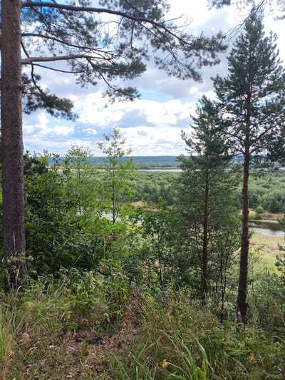 The image captures a scenic view from an elevated position overlooking a lush forest and a body of water, likely a river or lake, near Leshukonskoye, Russia. In the foreground, tall pine trees with rough bark and green needles dominate the right side of the frame, with their branches extending upwards and partially obscuring the sky. To the left, another pine tree trunk, thicker and darker, stands prominently.
The midground is filled with dense green foliage of various trees and bushes, creating a textured layer of vegetation. Some smaller deciduous trees with lighter green leaves are interspersed with the evergreens.
In the background, the landscape unfolds into a vast expanse of forest that stretches towards the horizon. A winding body of water is visible, reflecting the light and appearing as a shimmering ribbon through the trees. The sky above is partly cloudy, with fluffy white clouds scattered across a pale blue canvas.
The ground in the immediate foreground is covered with dry grass, fallen leaves, and some scattered twigs, suggesting a natural, undisturbed environment. There are no people or visible man-made structures in the image, emphasizing the natural beauty of the location. The overall impression is one of tranquility and immersion in nature.