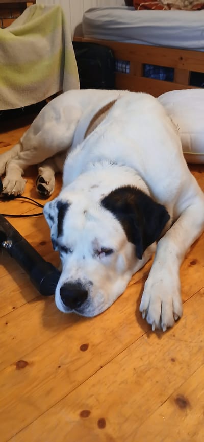 An adult dog, primarily white with brown markings on its back and a black patch over its left eye, is lying on a wooden floor. The dog's head is resting on a white cushion. In the foreground, a black object, possibly a vacuum cleaner attachment, lies to the left of the dog's head, connected by a black cord. In the background, a bed with light blue bedding and a brown blanket is visible, along with wooden furniture and a wall with vertical planks. The setting appears to be indoors, likely a residence in Võhma, Estonia.