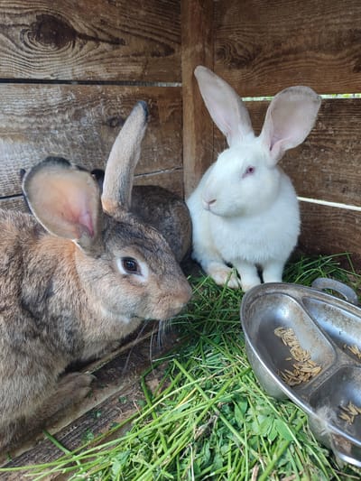 Two rabbits are in a wooden hutch. A brown and grey rabbit is in the foreground on the left, facing right. A white rabbit with pink eyes is in the background on the right, facing left. Both rabbits are sitting on a bed of fresh green grass. A metal feeding dish containing grain is to the right of the rabbits. The hutch has wooden walls and floor. The image was taken in Velykyi Zhytyn, Ukraine.