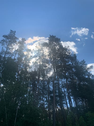 A low-angle shot captures a dense forest canopy against a bright blue sky, dotted with fluffy white clouds. Sunlight streams through the upper branches of tall, slender pine trees, creating a dappled effect and a subtle rainbow-like iridescence in the clouds. The foreground is dominated by the dark silhouettes of the trees, with the lighter green foliage of lower bushes visible at the bottom. The scene suggests a clear day with the sun positioned high in the sky, viewed from within the forest looking upwards. The location is Pokotylivka, Ukraine.