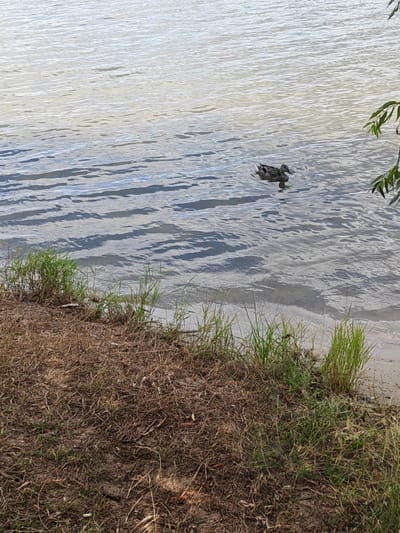 A single mallard duck swims in the rippling water of a body of water, likely a river or lake, near the shore. The shore is covered in dry grass and some green shoots. The water is calm with some light reflecting off its surface. In the upper right corner, a branch of a tree with green leaves hangs over the water. The scene suggests a natural environment on the outskirts of a city.