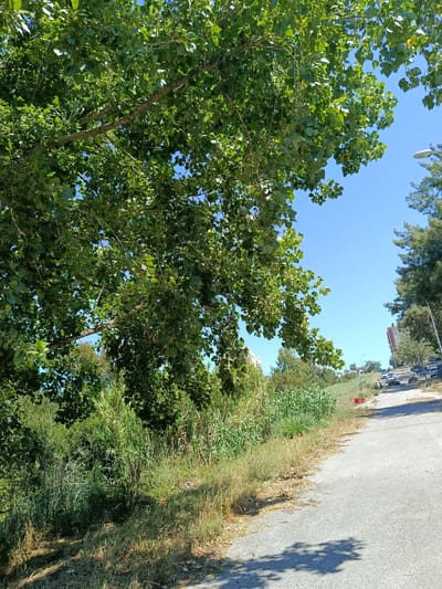 The image depicts a sunny day with a clear blue sky in Algueirão-Mem Martins, Portugal. The scene is an outdoor setting with a paved road curving into the distance on the right. Lush green vegetation, including tall grasses and trees with dense foliage, lines the left side of the road. In the foreground, a large tree with broad green leaves partially obscures the view of the sky.
Further down the road, several cars are parked or driving, and a few people are visible, suggesting a residential or semi-urban area. A red crate is placed on the side of the road near the vegetation. In the background, there is a multi-story building and other trees. The time of day appears to be midday due to the bright sunlight and distinct shadows cast by the trees on the road. The weather is warm and fair. No visible text is present in the image.