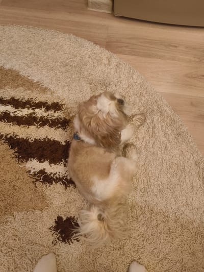 A fluffy, light brown and white Shih Tzu dog is lying on its side on a beige, shaggy rug with a brown stripe pattern. The dog is facing away from the camera, with its head turned to the left. Its tail is curled up over its back. The rug is on a light brown wooden floor. In the upper right corner, a portion of a light brown sofa is visible. In the lower portion of the image, two white socks are visible, indicating the presence of a person. The scene appears to be an indoor setting, possibly a living room in a home in the city of Степаново, Russia.