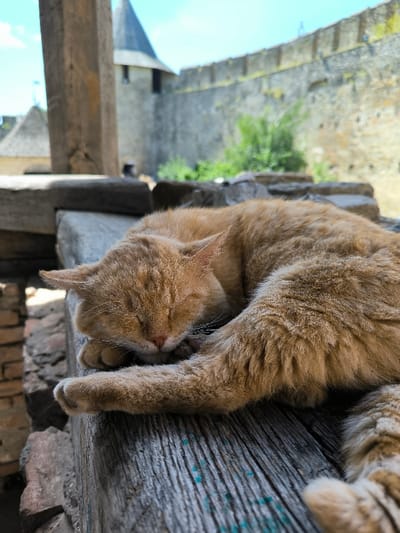An orange tabby cat is depicted sleeping curled on weathered wooden planks in the foreground, with its eyes closed and head resting on its paws. A faint, light-colored string is visible around its neck. The wooden surface beneath the cat exhibits prominent grain and traces of light blue-green paint. To the left, a vertical wooden beam partially frames the scene. In the background, under a clear blue sky, stand the grey stone walls and a distinctive conical-roofed tower of the Khotyn Fortress, located in Khotyn, Ukraine. Further stone structures and green foliage are also visible behind the cat and wooden elements. The scene is illuminated by bright natural daylight.