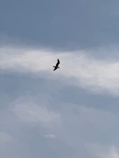 A single seagull is captured mid-flight against a cloudy, pale blue sky. The bird is silhouetted, with its wings extended and slightly angled downwards as if in the process of banking. The clouds are wispy and appear to be at different altitudes, creating a textured backdrop. The overall scene is serene and emphasizes the freedom of flight. The image does not contain any elements that would suggest a specific location within Mers El Hadjadj, Algeria, or any other city.