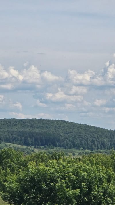 The image depicts a panoramic view of a verdant landscape under a partly cloudy sky. In the foreground, dense green trees dominate the scene, their leaves appearing lush and vibrant. Behind the trees, a rolling hill covered in a dark green forest stretches across the mid-ground. The forest appears thick and uniform, suggesting a dense woodland. In the distance, the sky is a pale blue, dotted with scattered white clouds that cast soft shadows. The overall impression is one of a natural, tranquil setting. The image does not provide any specific indicators of its location within Ekaterinovka, Russia, or any identifiable human presence or activity.