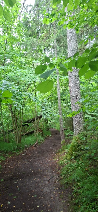 An unpaved path winds through a dense, deciduous forest in Saula, Estonia. The path, composed of dark soil and scattered leaves, leads into the distance, curving to the right. The forest is filled with numerous trees, varying in size and density, with lush green foliage overhead and on the sides of the path. In the foreground, the trunk of a large, moss-covered tree stands prominently to the right of the path. Fallen logs are visible amidst the undergrowth on the left side of the path. The overall atmosphere is one of a natural, overgrown woodland.