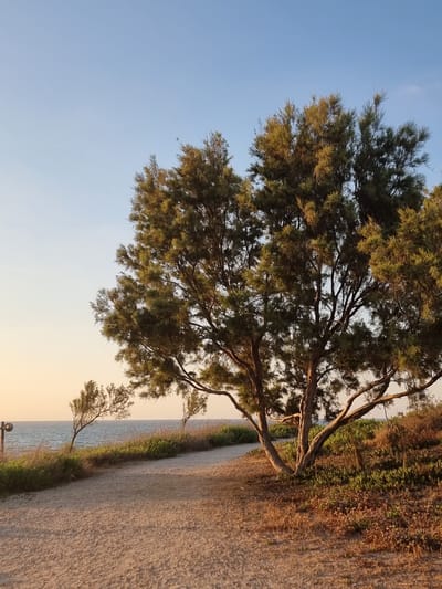 The image shows a sandy path leading towards the sea in Palmachim, Israel. On the right side of the path, a large tree with a thick trunk and sprawling branches dominates the foreground. The tree's leaves are a mix of green and brown, catching the warm light of what appears to be sunset. Beyond the tree, the path curves to the left, bordered by dry grasses and low-lying vegetation. In the middle ground, a strip of green grass separates the path from the water. Further in the distance, two smaller, windswept trees stand near the edge of the sea. The sea itself is a calm expanse of blue, meeting a pale, hazy horizon. The sky above is a clear, pale blue, transitioning to a warm, yellow-orange hue near the horizon, indicating the setting sun. A single, dark lamppost is visible on the left side of the path, near the water's edge. The overall scene is one of natural tranquility, with the sandy path and the sea suggesting a coastal environment.