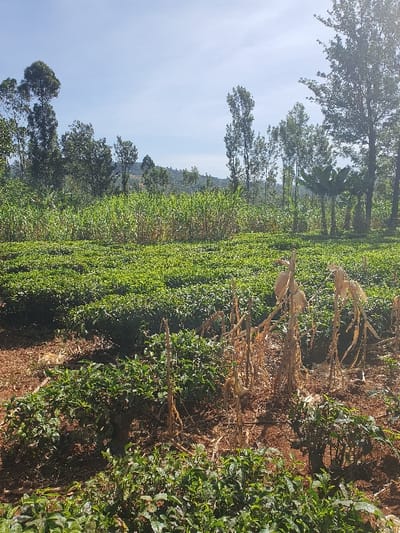 A verdant tea plantation stretches across the landscape, interspersed with rows of corn stalks. Tall trees border the edge of the plantation against a backdrop of hills and a pale blue sky. The crops appear well-maintained, suggesting agricultural activity.