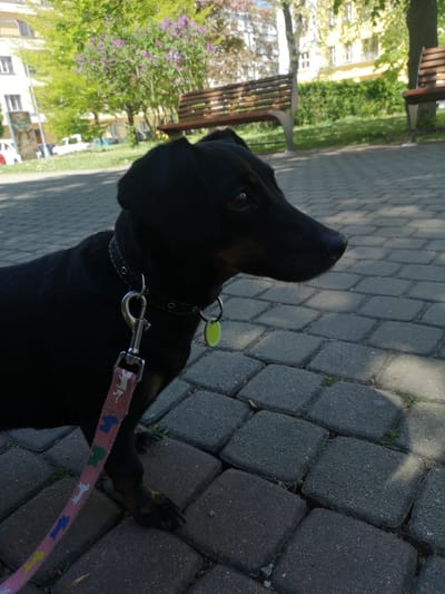 A black dachshund dog stands on a paved area of gray square stones. It is wearing a black collar with a silver clasp and a green tag. A pink leash with images of dogs is attached to the collar. In the background, there is a wooden park bench, grass, trees with green foliage, and buildings. Based on visual landmarks such as the type of architecture, and park furniture, the photograph was taken within the city limits of Pardubice, Czechia.