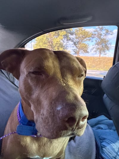 A medium shot captures a brown dog with its head leaning against a car seat, looking towards the viewer. The dog has a purple and blue collar with a leash attached. Through the car window, trees and a blue sky with clouds are visible, suggesting an outdoor setting. The lighting indicates it is daytime. The image appears to have been taken inside a vehicle.