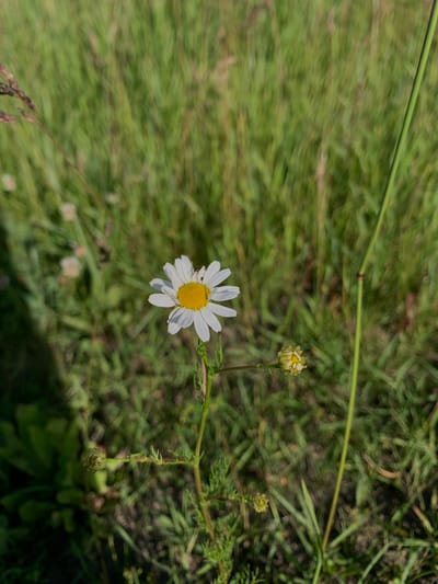 A close-up, vertical shot focuses on a single daisy in a field of green grass. The daisy, with its white petals and yellow center, is in sharp focus, while the background of grass is blurred, suggesting a shallow depth of field. A small insect is visible on one of the daisy's petals. To the right of the main daisy, a smaller, unopened bud is also present. The overall scene is natural and outdoors, consistent with a location like Nekrashi, Ukraine, where fields and meadows are common. The lighting suggests it is daytime, likely sunny, given the clarity of the flower and the brightness of the colors. No people are present in the image.