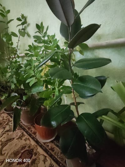 The image displays a collection of houseplants in terracotta pots, arranged on a patterned rug. The plants are lush green with varying leaf shapes and sizes. A large ficus tree with dark green, glossy leaves is prominently featured. Behind the plants, a pale green textured wall is visible, with a white pipe running horizontally across it. The scene appears to be an indoor setting, possibly a home or office, in Kumkurgan, Uzbekistan. The overall impression is one of a well-maintained indoor garden.