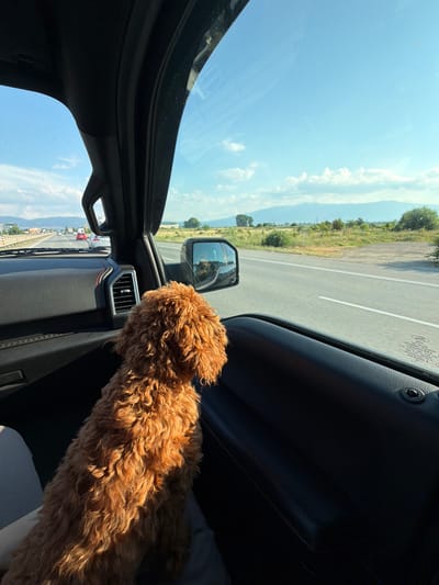 The image depicts the interior of a vehicle on a sunny day, viewed from the perspective of a passenger. The primary subject is a fluffy, light brown dog, likely a poodle mix, whose back and head are visible, facing towards the passenger side window. The dog appears relaxed, enjoying the view.

Through the window, a highway is visible, with multiple lanes and other vehicles. The landscape outside is dry and grassy with scattered trees and mountains in the distance. The sky is a clear blue with a few wispy clouds. The interior of the car shows the dashboard, a side mirror, and door panel, all rendered in dark tones. The lighting suggests it is midday, with the sun casting a warm glow on the dog's fur.

The scene suggests a road trip or a drive through a rural or semi-rural area. The clear sky and bright sunlight indicate pleasant weather. There is some faint text visible on the window of the car, which appears to be regulatory information, but it is too blurry to read. The overall mood is peaceful and serene, highlighting a moment of quiet enjoyment during travel.
