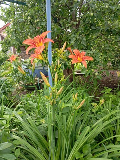 The image depicts a garden scene in Krasnoarmeysk, Russia, featuring several orange lilies in bloom, along with numerous unopened buds. Lush green foliage and grass surround the flowers. In the background, an apple tree laden with green apples is visible, along with a blue pole and a building with a white roof. The ground appears to be a mix of soil and scattered leaves.