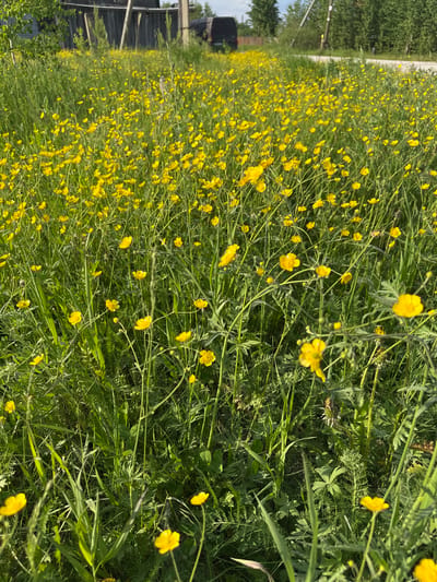 A field of vibrant yellow wildflowers, likely buttercups, is densely populated with numerous blooms and green stalks. The flowers are of varying heights and are scattered throughout the frame, with some in sharp focus in the foreground and others more blurred in the background. The surrounding environment suggests a natural, undeveloped area, possibly a meadow or roadside verge. In the distance, a rustic wooden fence runs horizontally across the image, and beyond that, trees and a patch of sky are visible. The overall impression is one of a sunlit, pastoral scene, characteristic of the rural outskirts of Izyayu, Russia during springtime or early summer. There are no people or discernible human activity depicted.