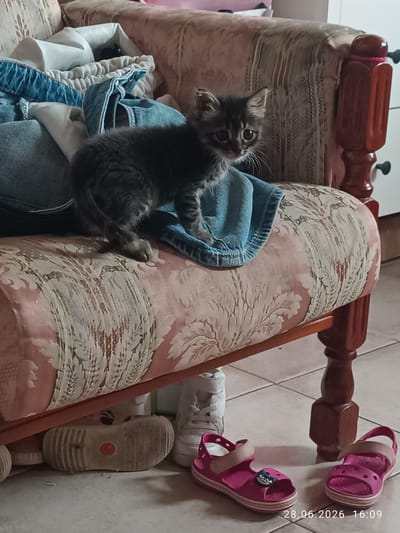 A young tabby kitten is perched on a floral patterned armchair, nestled amongst piles of blue denim clothing. The kitten is small with striped fur and large, curious eyes. In the foreground, a pair of pink sandals are visible, and further back, a pair of white sneakers and another shoe are on the floor. The scene appears to be indoors, with tiled flooring. The timestamp "28.06.2026 16:09" is present in the bottom right corner of the image. This image was taken in Strovolos, Cyprus.