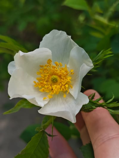A close-up photograph captures a white flower with a yellow center, possibly a rose. The petals are delicate and slightly crumpled. The center consists of numerous stamens with yellow anthers. The flower is set against a blurred green background, suggesting foliage. A fair-skinned human hand is visible in the lower right of the frame, partially touching the flower stem. The stem has small green leaves. The location is not discernable from the provided image. It is impossible to verify whether it was taken in Svobody, Russia, without additional information.