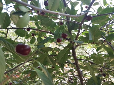 The image depicts a close-up view of a cherry tree with ripe cherries hanging from its branches. The cherries are a deep red color, and some are partially obscured by the tree's green leaves. The branches are brown and woody, and the overall impression is one of abundance and natural beauty. The background is slightly blurred, suggesting that the photograph was taken outdoors, likely in a garden or orchard. The scene is set in the city of Jizzakh, Uzbekistan, a region known for its fruit production.