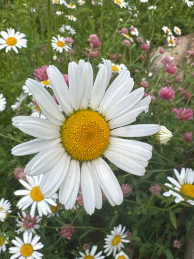 This media file features a close-up, overhead shot of a large daisy with white petals and a yellow center, positioned prominently in the foreground. The daisy is surrounded by a field of smaller daisies and pink clover flowers, creating a vibrant and natural scene. The background consists of lush green foliage, suggesting an outdoor setting, likely a garden or meadow.
The lighting suggests it is daytime, possibly a bright sunny day, given the clarity and detail of the flowers. The overall mood is peaceful and serene, evoking a sense of nature's beauty. There are no people or text visible in the image. The location context of Volokolamsk, Russia, indicates a temperate climate, consistent with the presence of these types of flowers. The image captures a moment of natural splendor, focusing on the intricate details of the daisy and its surrounding flora.