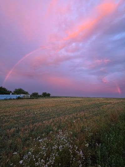The image depicts a wide-angle view of a rural landscape at dusk in Velykyi Zhytyn, Ukraine. A vibrant sky dominates the upper portion of the frame, painted with hues of pink, purple, and orange, suggesting a recent or ongoing sunset with colorful clouds. A prominent rainbow arcs across the left side of the sky, with a fainter secondary rainbow visible on the right.
In the mid-ground, a harvested field stretches horizontally, with stubble and dry grass indicating agricultural activity. A blue structure, possibly a storage unit or building, is situated on the left edge of the field, partially obscured by trees. A line of trees separates the field from the sky. In the foreground, a patch of wildflowers with small white blossoms grows along the edge of the field. The overall impression is one of natural beauty and tranquility. There are no people or animals visible in the scene.