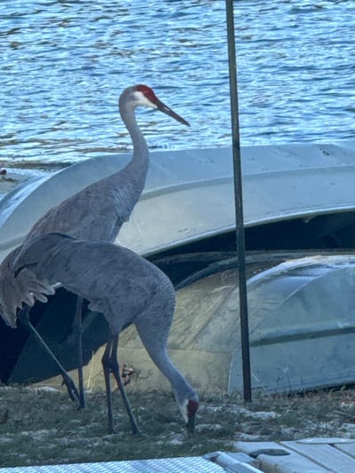 The scene depicts two Sandhill Cranes on the shore of a body of water in Micanopy, United States. The ground consists of dry earth with sparse vegetation. One crane stands upright, facing right, exhibiting gray plumage with a prominent red patch on its head. The second crane, positioned to the right and slightly forward, is bent over with its beak touching the ground, actively foraging. Behind the cranes, two overturned, light-colored aluminum boats rest on the bank, partially obscuring the view of the blue, rippled water beyond. A slender, dark vertical pole is present to the right of the upright crane, extending almost the full height of the frame. A light-colored, textured horizontal structure, possibly a dock or walkway, is partially visible in the lower right foreground.