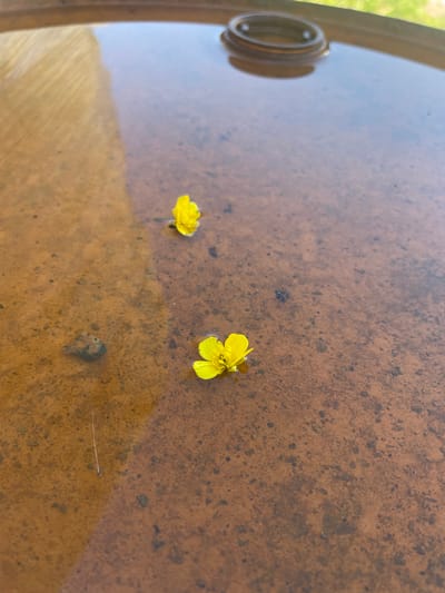 Two yellow flowers float on the surface of a shallow pool of murky water. The water's surface reflects the sky and the texture of the pool's bottom is visible. The pool appears to be contained within a larger object, possibly a barrel, with a circular fixture visible at the top edge of the frame. A thin, light-colored object, possibly a blade of grass, is submerged in the water near the bottom left of the frame. The scene is set in an outdoor environment. The location is the village of Terremolovo, Russia.