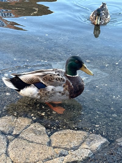This is a close-up, eye-level, outdoor photograph of two mallard ducks on the edge of a body of water. The duck in the foreground is partially submerged in shallow water, standing on a rocky shore. It is facing to the right of the frame, with its head turned slightly towards the viewer. The duck has a dark green head with a white ring around its neck, and its body feathers are mottled brown and grey. Its beak is yellow and black, and its orange feet are visible through the clear water. The water is calm with ripples, and the rocky bottom is visible beneath the surface. In the background, another mallard duck is swimming in the water, facing towards the foreground duck. Reflections of what appear to be buildings or structures are visible on the water's surface in the upper left corner of the image. The overall scene is naturalistic and appears to be in a park or waterfront area. No specific location in the city of Brosh, Bulgaria can be identified from the image.